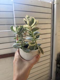 Succulent Plant with Pot