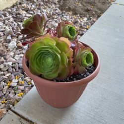 Potted Succulent 