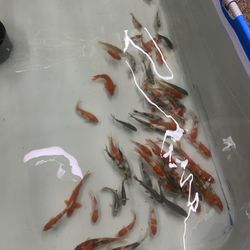 Japanese Imported Koi Fish