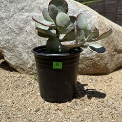 Silver jade Dollar Succulent (Mother’s Day gift)