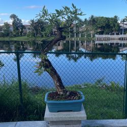 Bonsai Tree, Yellow Trumpet 