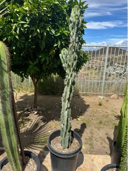 Large cereus Monstrous