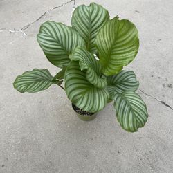6” calathea orbifolia