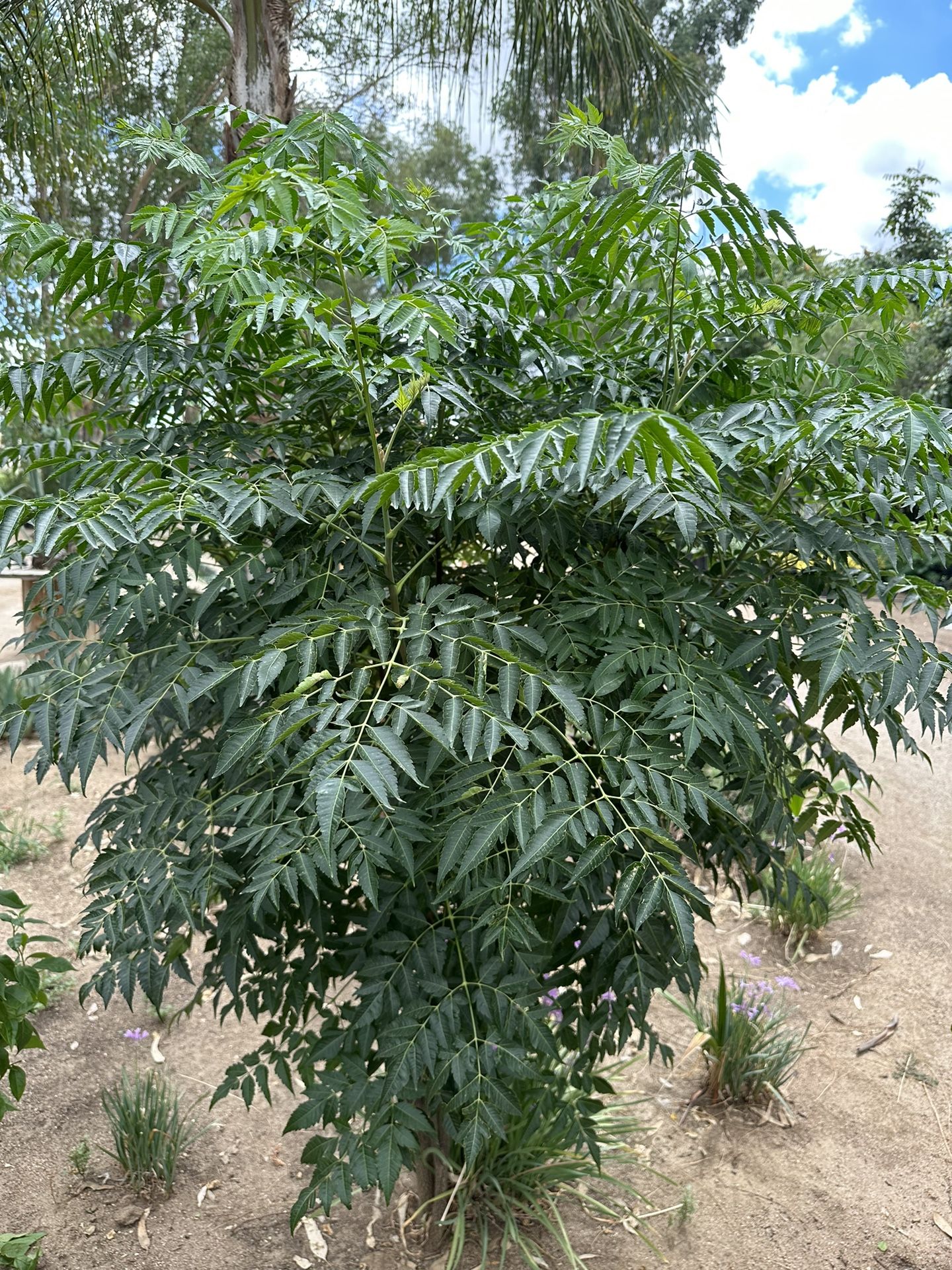 Texas Umbrella Tree, Paraíso
