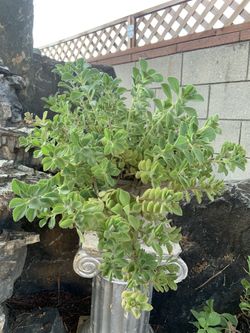 Beautiful Plant, great for ground covers or in hanging baskets. $10 each