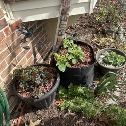Rosemary Cuttings (rooted)