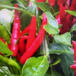 Thai  Chili Plant