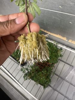 Tomato Plants