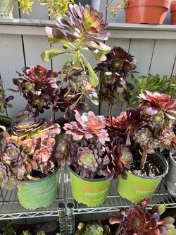 Aeonium arboreum ‘Atropurpureum’ (Black Tree Aeonium) in 2-Gallon Pots