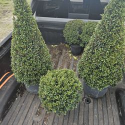 topiary plants balls cones spirals Italian cypress Japanese Blueberry 