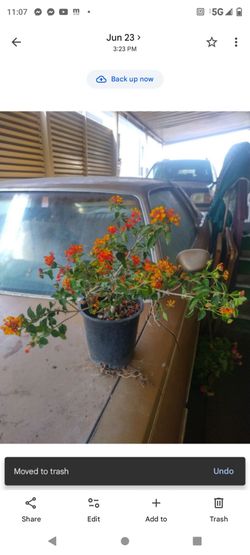 Lantana orange 1galon