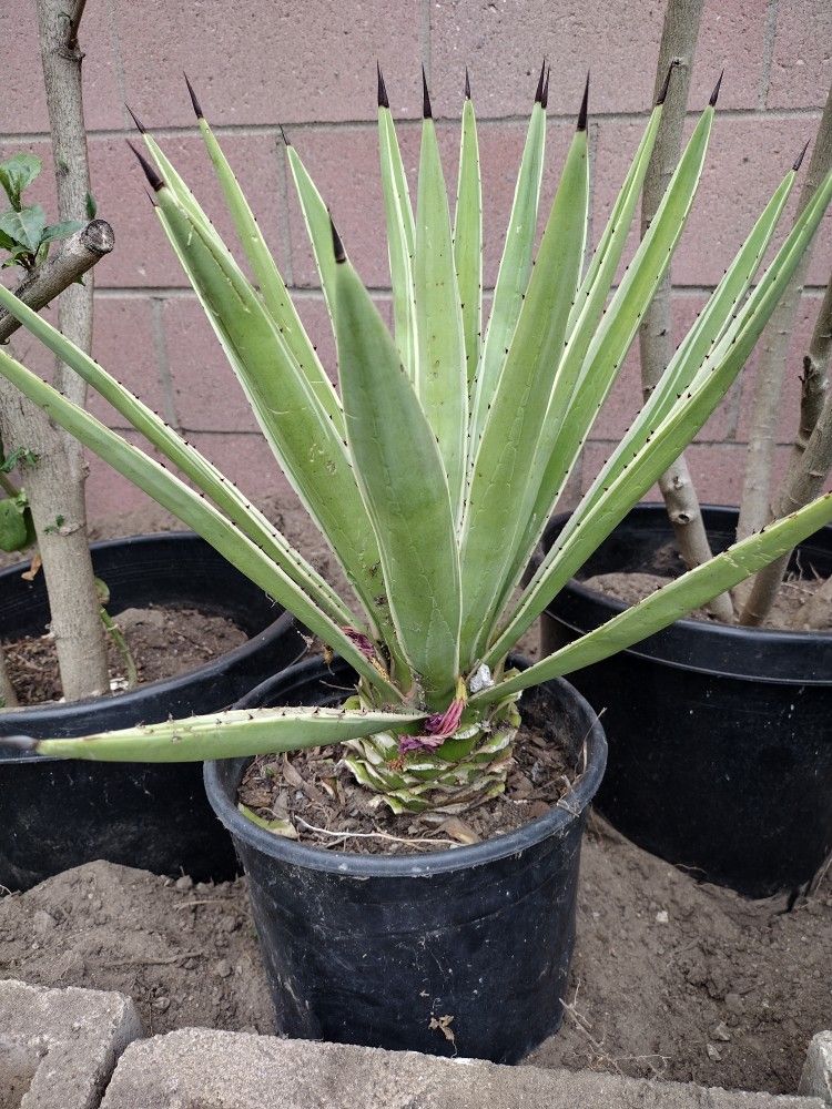 Succulent