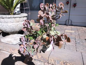 Various plants with fancy porcelain pot