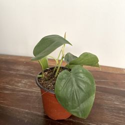 Heartleaf philodendron, vining houseplant💚🪴