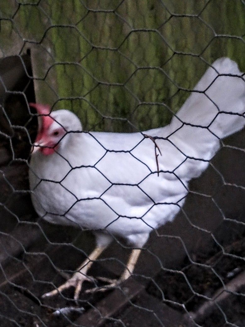 Happy Chicken Eggs!