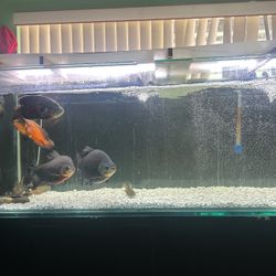 200 gallon FISH TANK
