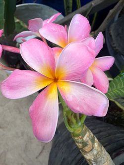 Plumeria