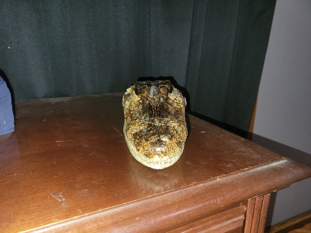 Crocodile Head