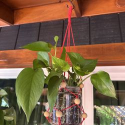 Hanging Pothos Plant 