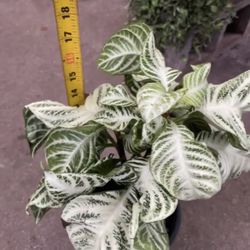 Rare***specialty*** Snow-white Zebra Plant/Exact One; 95820 