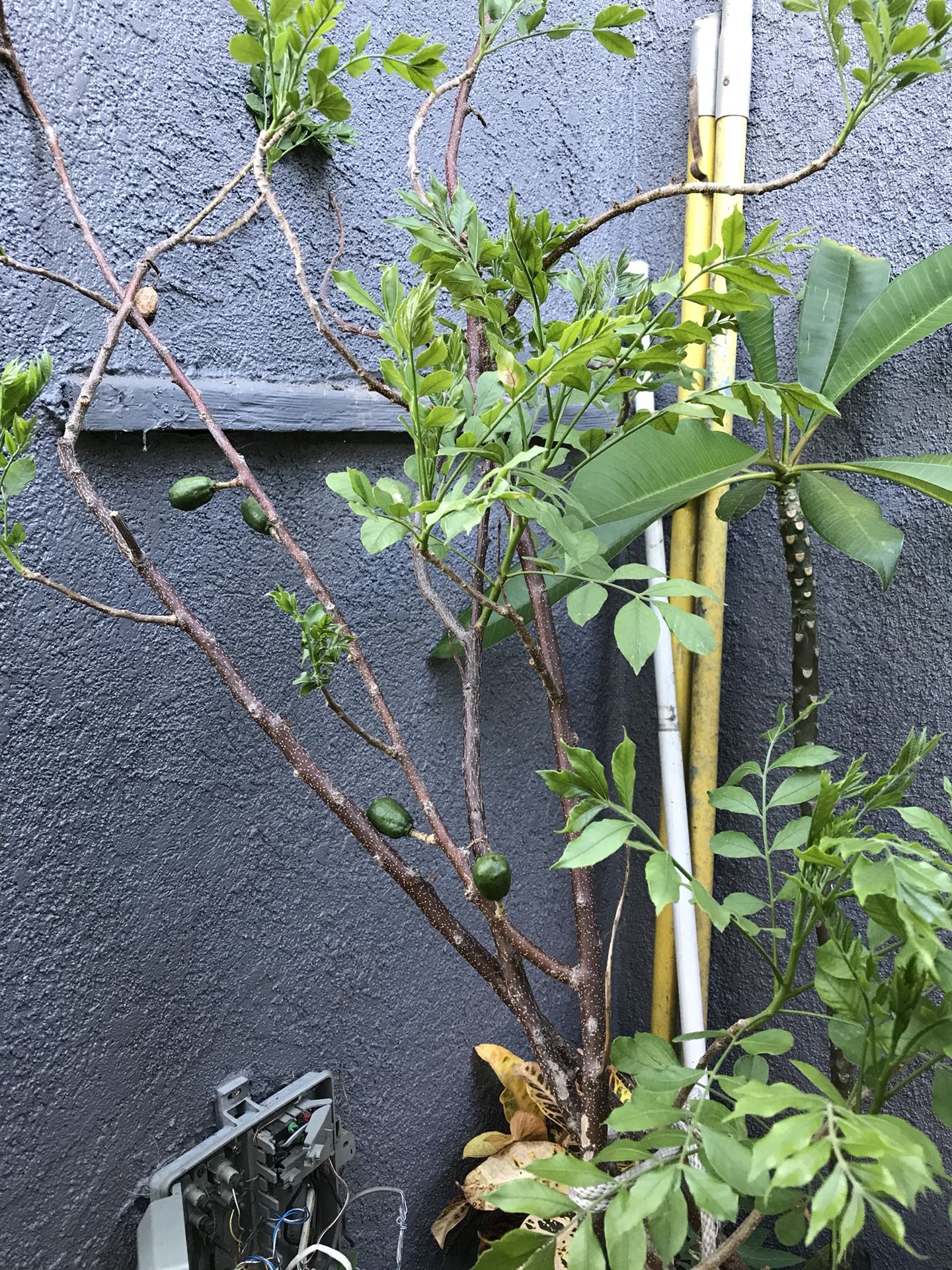 Ciruela amarilla/Spondias mombins/Jocotes/ ciruela mexicana amarilla