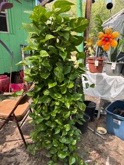 Ivory plant