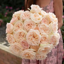 🌹✨ TOP CREAM ROSE – SUPER BLOOM – LARGE BUSH & BEAUTIFUL FRAGRANCE! ✨