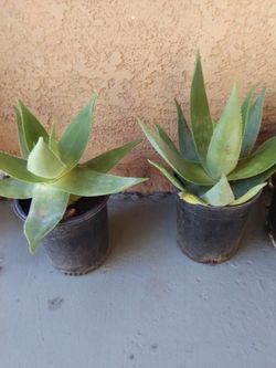 Outdoor plant