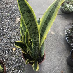 Snake Plants In 1.5  gallon Pot. 