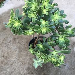 Aeuniums Plants