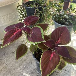 Coleus Plant
