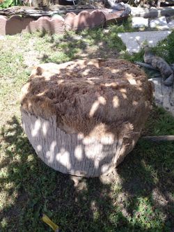Large driftwood Palm Tree Trunk Stump