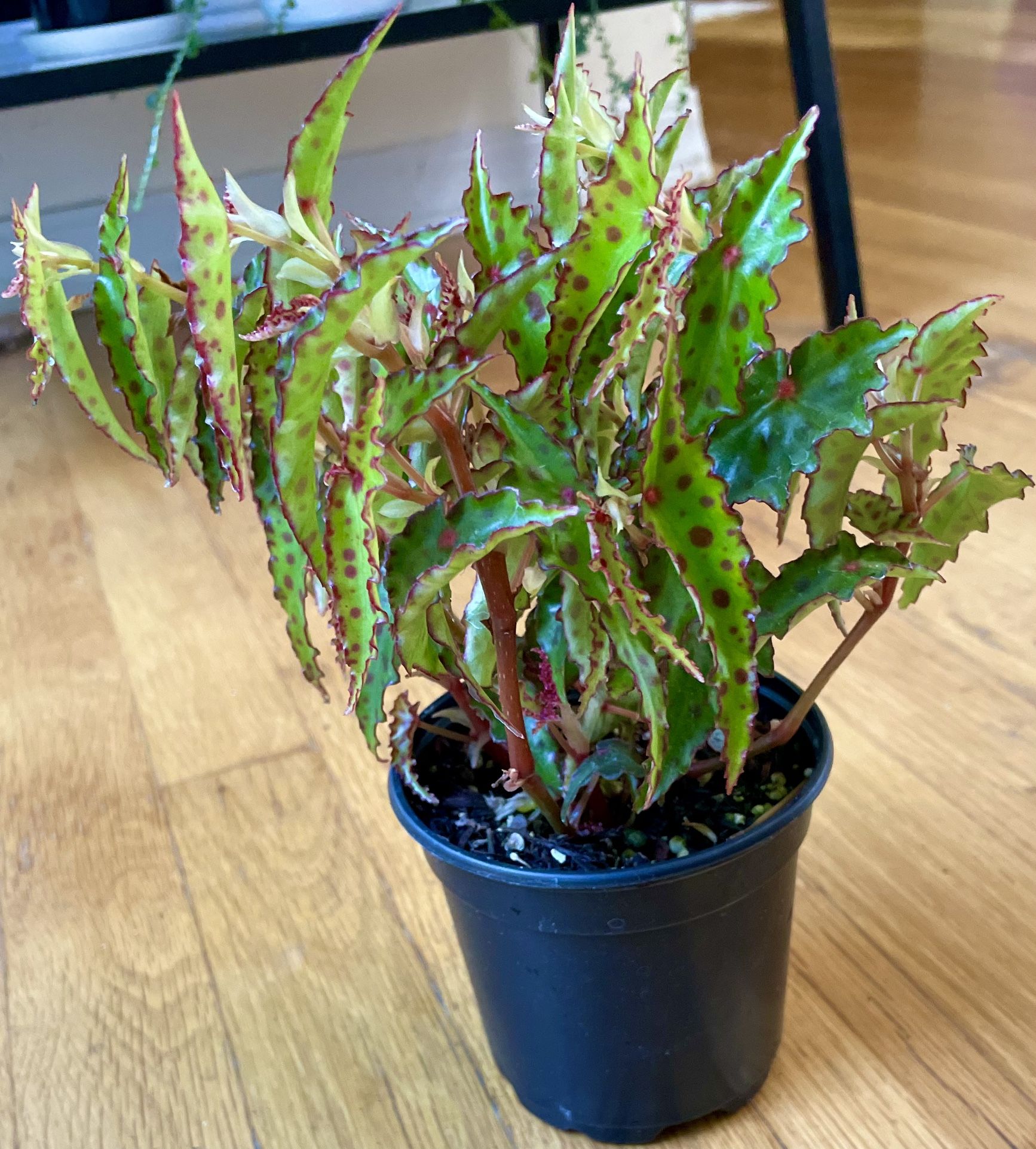 Rare Begonia Amphioxus Plant/ Free Delivery Available