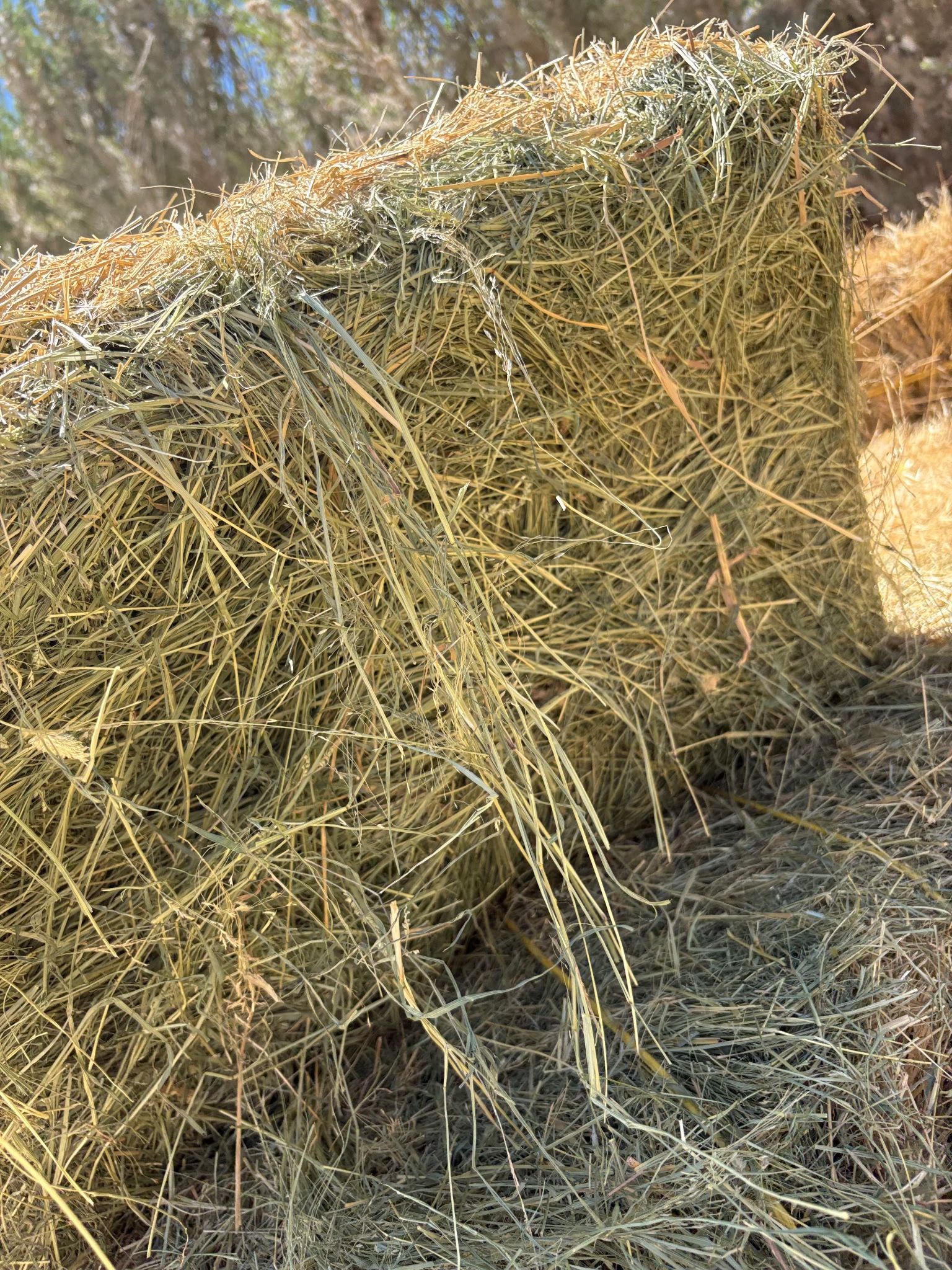 Teff Hay