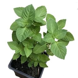 holy tulsi basil plant 1 count in 4-5 plastic pot
Condition live healthy plant
organically grown
no returns or refunds or replacement 
feel free to as