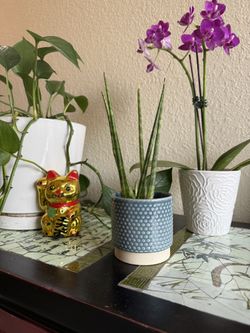 Snake Plant Succulent