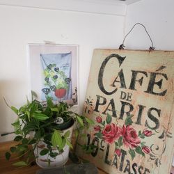 Funky Frog Plant Gorgeous Trailing Branches Like Ivy Easy Care