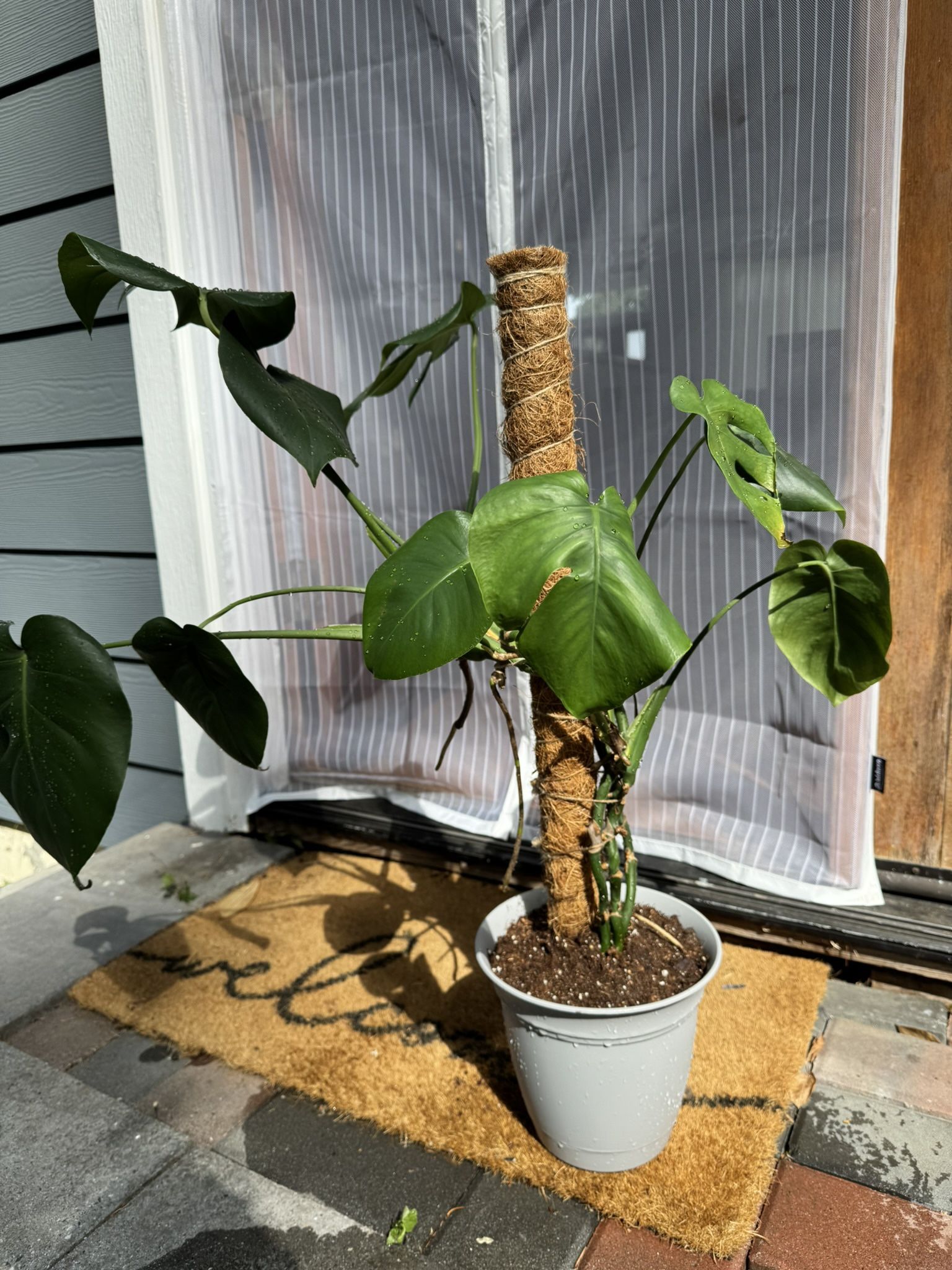 Monstera Plant + Pot