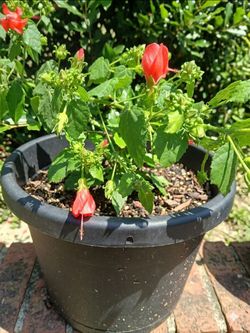 Turks Cap