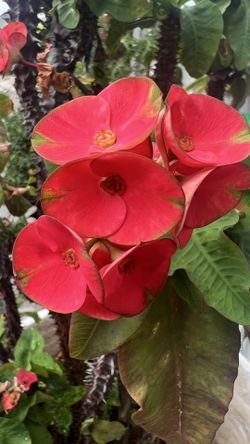 Mature Crown of Thorns + Ceramic Pot + Saucer Tray - I Help Load - HB Pickup
