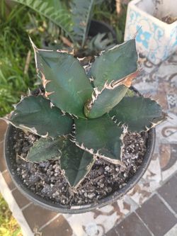 Agave Titanota Kyoto