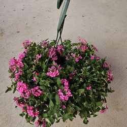 Verbena Beautiful And Healthy HANGING BASKETS PLANTS ARRIVED. $14 each