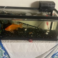 20 Gallon Fish Tank with Filter and heater Included 