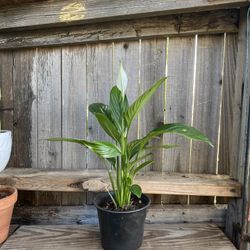 Indoor Peace lily Plant  