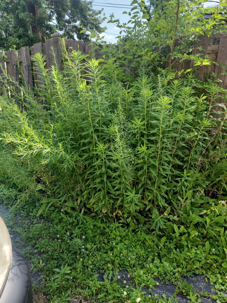 free Tarragon