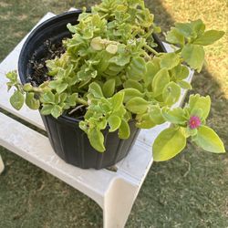 Baby Sun Rose Succulent Plant
