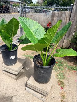 Elephant ear plants