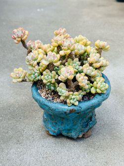 Succulents plants （xGraptophytum 'Supreme'）