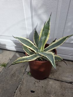 Agave 