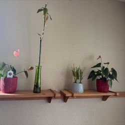 Plants 